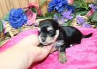 Dianida - Morkie female - 5.5 adult size, a female Morkie for sale in Colville, WA – 6 of 8