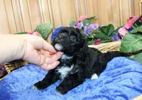 Black Yorkie-Chon Baron male, a male Bichon Frise and Yorkshire Terrier for sale in Colville, WA – 7 of 10