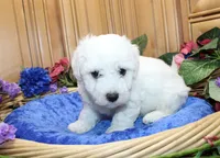 AKC Bichon Frise Charl - Male, a male Bichon Frise for sale in Evans, WA – 5 of 9