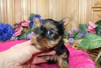 AKC Lana Yorkie Girl - 4 lbs, a female Yorkshire Terrier for sale in Colville, WA – Photo 6 of 10