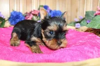 AKC Lana Yorkie Girl - 4 lbs, a female Yorkshire Terrier for sale in Colville, WA – Photo 2 of 10