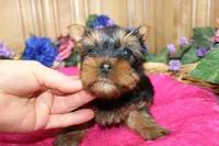 AKC Lana Yorkie Girl - 4 lbs, a female Yorkshire Terrier for sale in Colville, WA – Photo 5 of 10