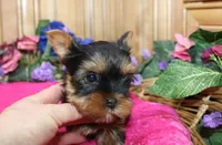 AKC Lana Yorkie Girl - 4 lbs, a female Yorkshire Terrier for sale in Colville, WA – Photo 7 of 10