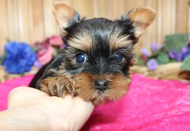 AKC Lana Yorkie Girl - 4 lbs