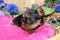 AKC Lana Yorkie Girl - 4 lbs, a female Yorkshire Terrier for sale in Colville, WA – Photo 4 of 10