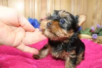 AKC Lana Yorkie Girl - 4 lbs, a female Yorkshire Terrier for sale in Colville, WA – Photo 3 of 10