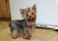 AKC Lana Yorkie Girl - 4 lbs, a female Yorkshire Terrier for sale in Colville, WA – Photo 10 of 10