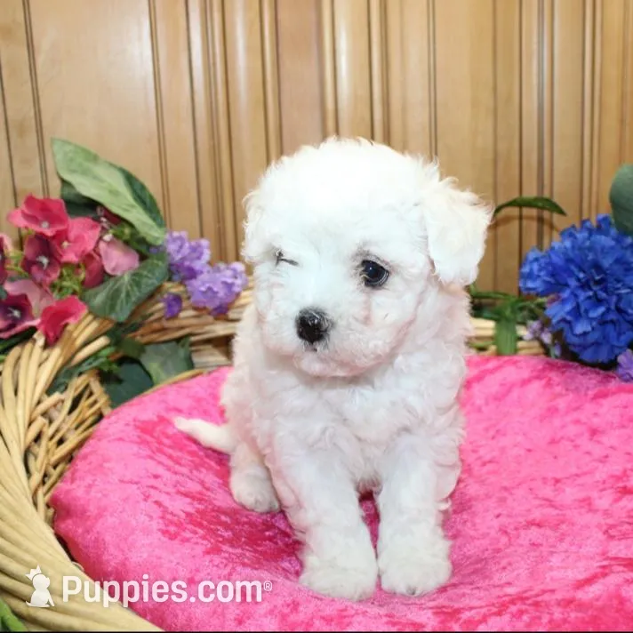 AKC Charina Bichon female puppy, a male Bichon Frise for sale in Colville, WA – Photo 3 of 8