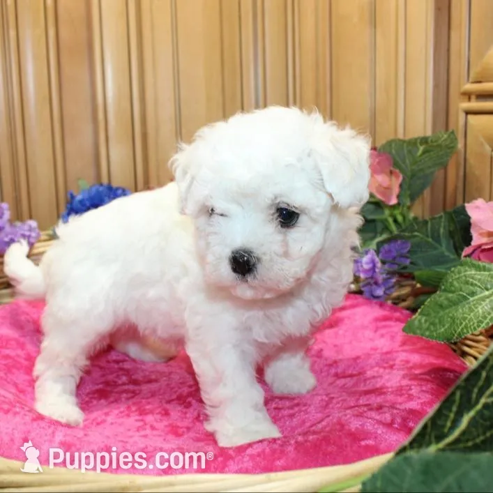 AKC Charina Bichon female puppy – Bichon Frise puppy for sale in Colville, WA