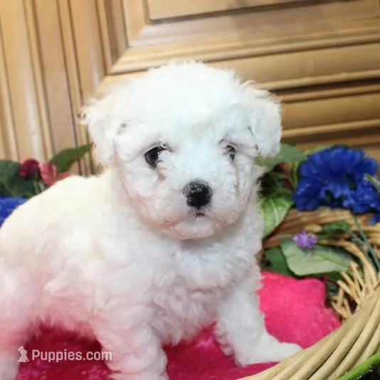AKC Charina Bichon female puppy, a male Bichon Frise for sale in Colville, WA – Photo 2 of 8