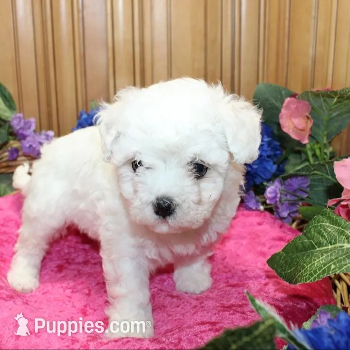 AKC Charina Bichon female puppy, a male Bichon Frise for sale in Colville, WA – Photo 5 of 8