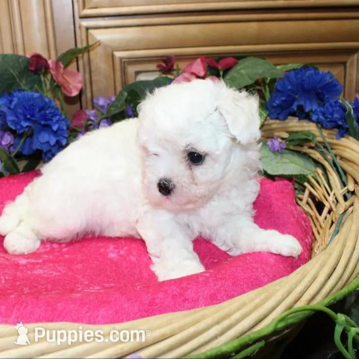 AKC Charina Bichon female puppy, a male Bichon Frise for sale in Colville, WA – Photo 4 of 8