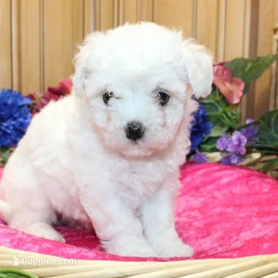 AKC Charina Bichon female puppy, a male Bichon Frise for sale in Colville, WA – Photo 6 of 8