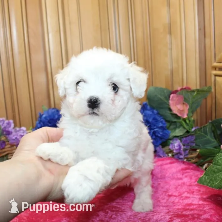 AKC Charina Bichon female puppy, a male Bichon Frise for sale in Colville, WA – Photo 7 of 8