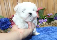 AKC Maltese male Zevs - adult size 5.5 lbs, a male Maltese for sale in Colville, WA – 4 of 8