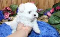 AKC Maltese male Zaron - adult size 6 lbs, a male Maltese for sale in Colville, WA – 4 of 8