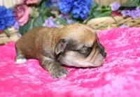 Bonny Girl - Yorkie Bichon mix, a female Yorkshire Terrier for sale in Colville, WA – Photo 6 of 10