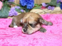 Bonny Girl - Yorkie Bichon mix, a female Yorkshire Terrier for sale in Colville, WA – Photo 7 of 10