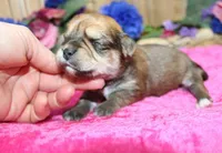 Bonny Girl - Yorkie Bichon mix, a female Yorkshire Terrier for sale in Colville, WA – Photo 3 of 10