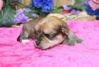 Bonny Girl - Yorkie Bichon mix, a female Yorkshire Terrier for sale in Colville, WA – Photo 8 of 10