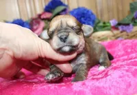 Bonny Girl - Yorkie Bichon mix, a female Yorkshire Terrier for sale in Colville, WA – Photo 5 of 10