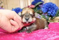 Bonny Girl - Yorkie Bichon mix, a female Yorkshire Terrier for sale in Colville, WA – Photo 2 of 10