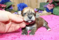 Bonny Girl - Yorkie Bichon mix, a female Yorkshire Terrier for sale in Colville, WA – Photo 4 of 10