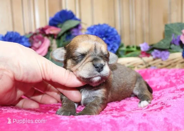 Bonny Girl - Yorkie Bichon mix