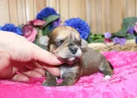 Bonny Girl - Yorkie Bichon mix, a female Yorkshire Terrier for sale in Colville, WA – Photo 1 of 10