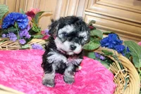 White Yorkie-Chon Barina female, a male Bichon Frise and Yorkshire Terrier for sale in Colville, WA – 2 of 9