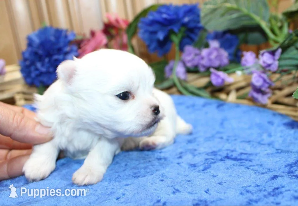 AKC Mayor Maltese male puppy, a male Maltese for sale in Colville, WA – Photo 2 of 10