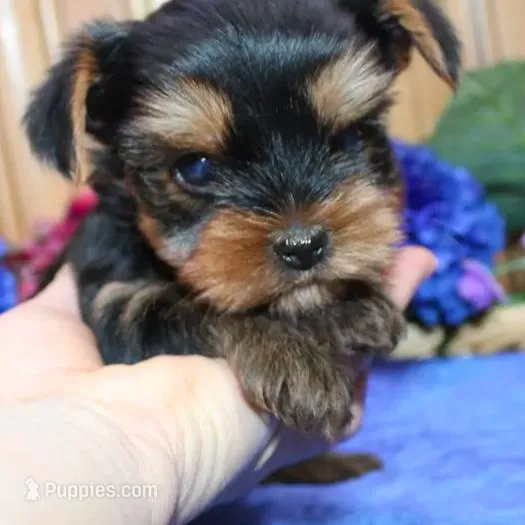 AKC Iris male Yorkie puppy, a male Yorkshire Terrier for sale in Colville, WA – Photo 3 of 10