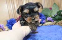 AKC Iris male Yorkie puppy, a male Yorkshire Terrier for sale in Colville, WA – Photo 3 of 10