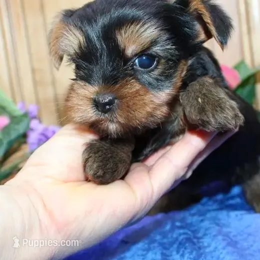 AKC Iris male Yorkie puppy, a male Yorkshire Terrier for sale in Colville, WA – Photo 7 of 10