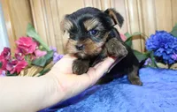 AKC Iris male Yorkie puppy, a male Yorkshire Terrier for sale in Colville, WA – Photo 7 of 10