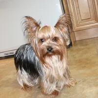 AKC Iris male Yorkie puppy, a male Yorkshire Terrier for sale in Colville, WA – Photo 9 of 10