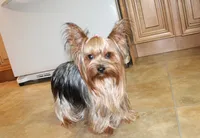 AKC Iris male Yorkie puppy, a male Yorkshire Terrier for sale in Colville, WA – Photo 9 of 10