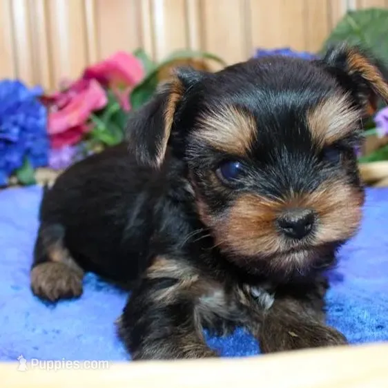 AKC Iris male Yorkie puppy – Yorkshire Terrier puppy for sale in Colville, WA