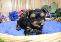 AKC Iris male Yorkie puppy, a male Yorkshire Terrier for sale in Colville, WA – Photo 1 of 10