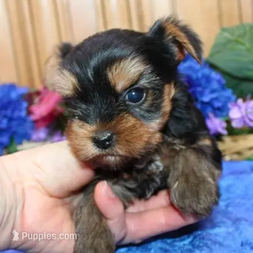 AKC Iris male Yorkie puppy, a male Yorkshire Terrier for sale in Colville, WA – Photo 6 of 10