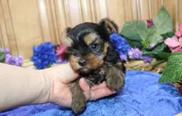 AKC Iris male Yorkie puppy, a male Yorkshire Terrier for sale in Colville, WA – Photo 6 of 10