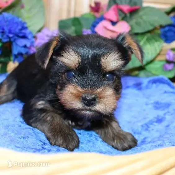 AKC Iris male Yorkie puppy, a male Yorkshire Terrier for sale in Colville, WA – Photo 4 of 10