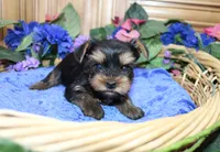 AKC Iris male Yorkie puppy, a male Yorkshire Terrier for sale in Colville, WA – Photo 4 of 10