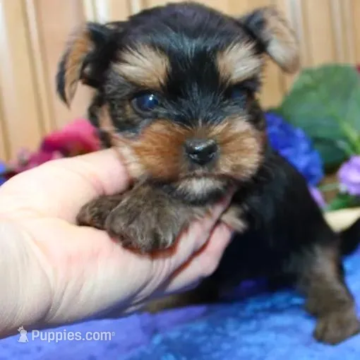 AKC Iris male Yorkie puppy, a male Yorkshire Terrier for sale in Colville, WA – Photo 2 of 10