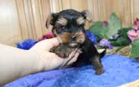 AKC Iris male Yorkie puppy, a male Yorkshire Terrier for sale in Colville, WA – Photo 2 of 10