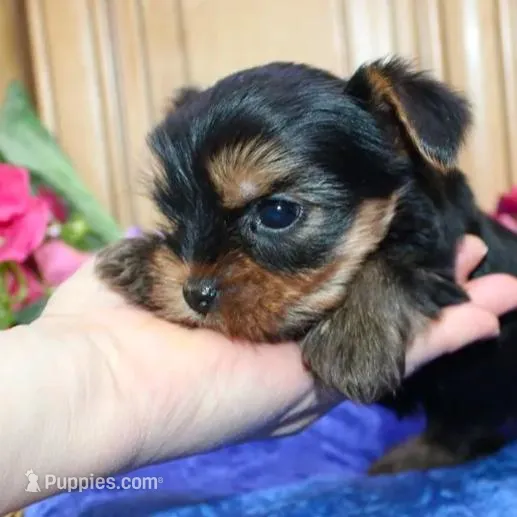 AKC Iris male Yorkie puppy, a male Yorkshire Terrier for sale in Colville, WA – Photo 8 of 10