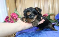 AKC Iris male Yorkie puppy, a male Yorkshire Terrier for sale in Colville, WA – Photo 8 of 10