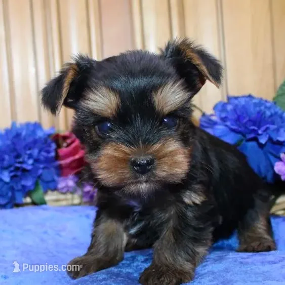 AKC Iris male Yorkie puppy, a male Yorkshire Terrier for sale in Colville, WA – Photo 5 of 10