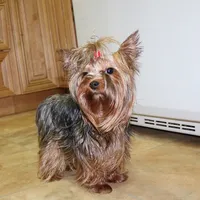 AKC Iris male Yorkie puppy, a male Yorkshire Terrier for sale in Colville, WA – Photo 10 of 10