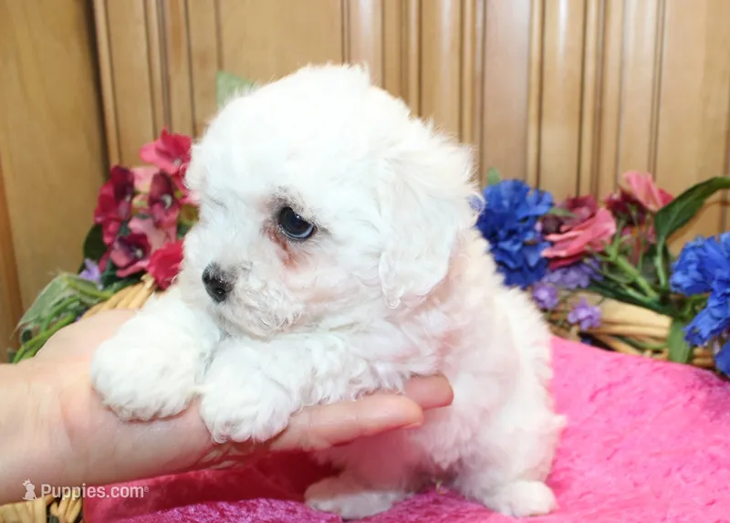 AKC Bichon Frise Chenna - Female – Bichon Frise puppy for sale in Evans, WA
